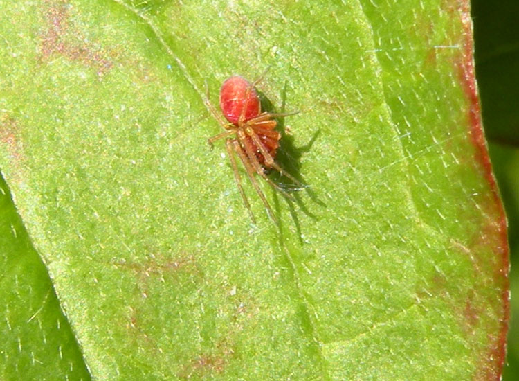 Nigma sp.